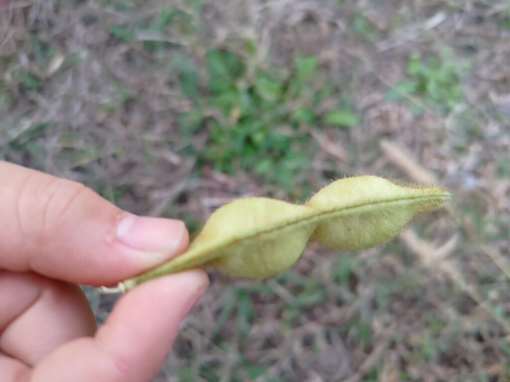 ふらくたる自然農園（無農薬で栽培した丹波黒豆枝豆を通信販売にてお届けします）