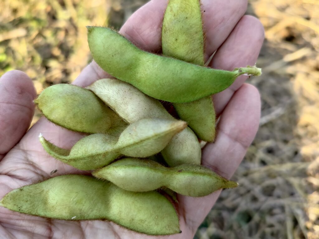 ふらくたる自然農園（無農薬で栽培した丹波黒豆枝豆を通信販売にてお届けします）