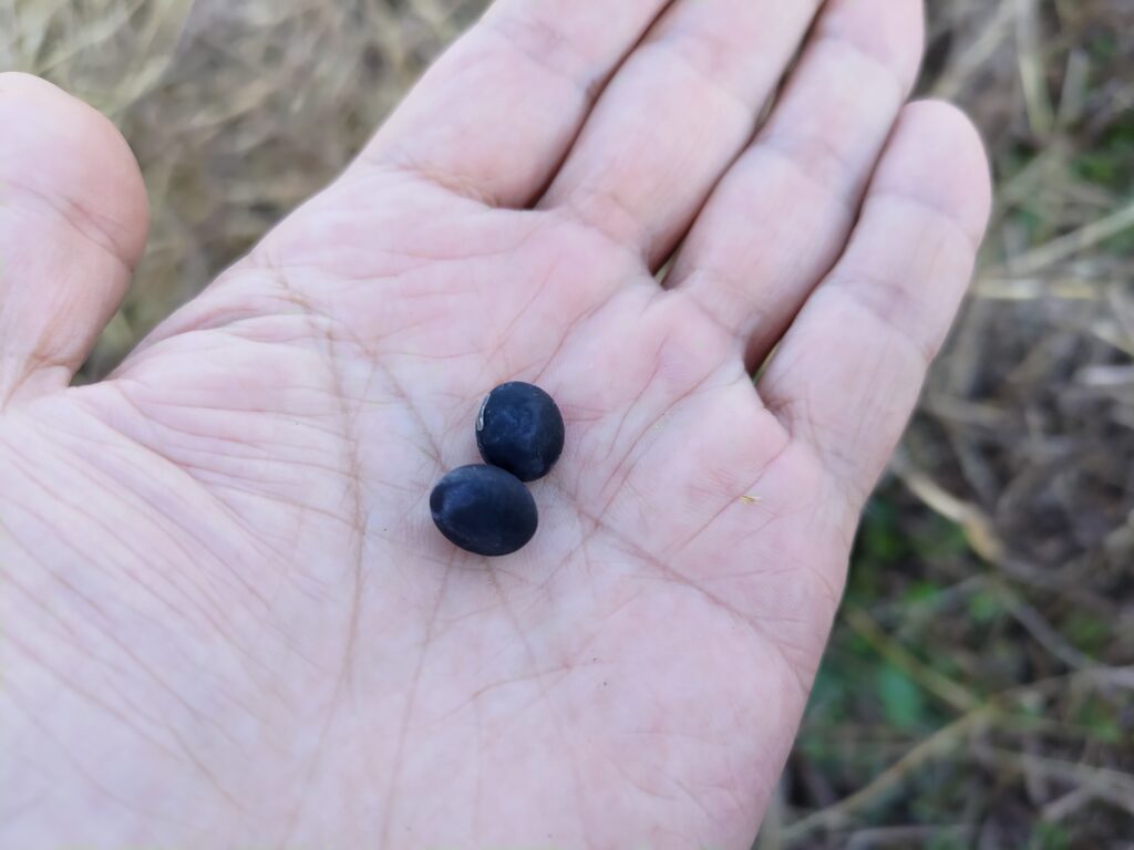 ふらくたる自然農園（岡山）完熟した丹波黒豆