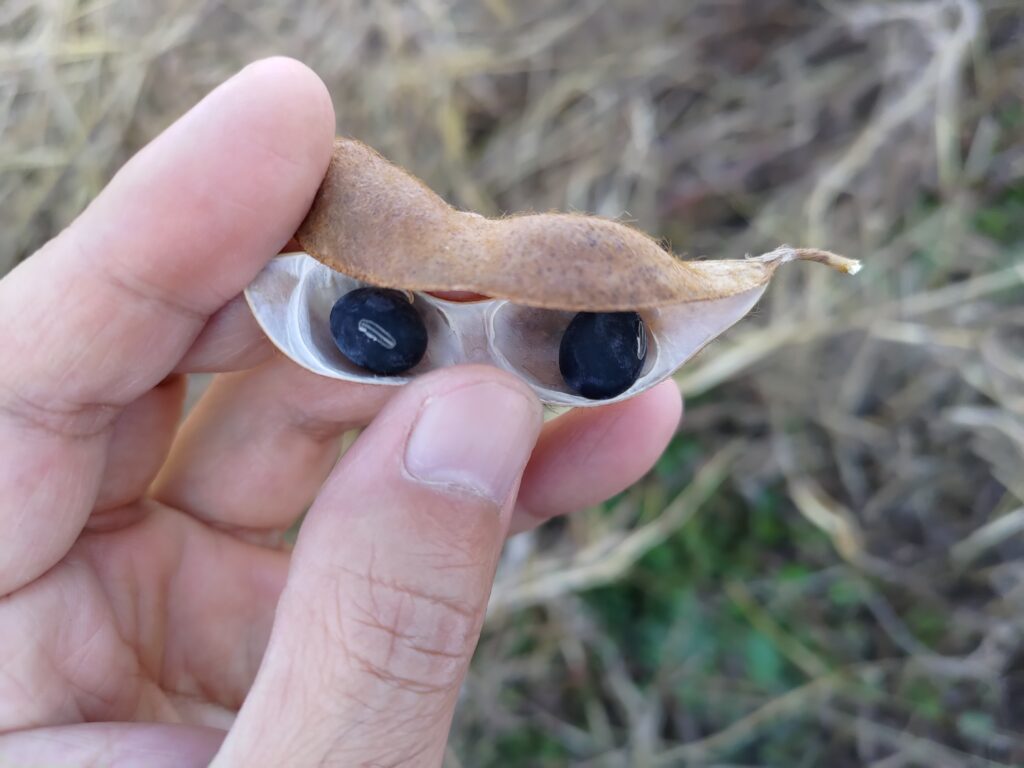 ふらくたる自然農園（無農薬で栽培した丹波黒豆枝豆を通信販売にてお届けします）