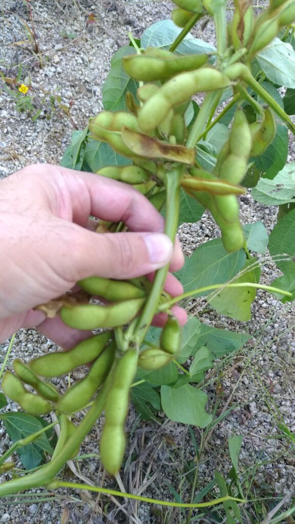 ふらくたる自然農園（無農薬で栽培した青大豆の枝豆を通信販売にてお届けします）